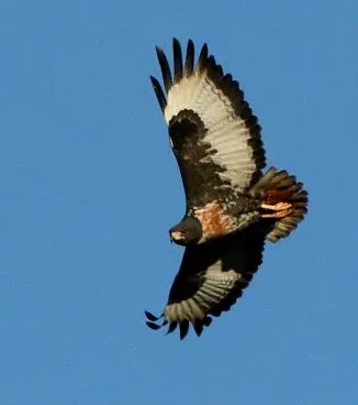 File:Buteo rufofuscus -Itala Game Reserve, KwaZulu-Natal, South Africa -flying-6.jpg