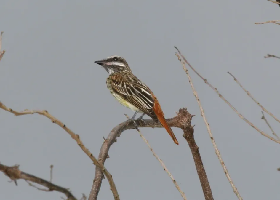 File:Sulphur-bellied Flycatcher (Myiodynastes luteiventris).jpg
