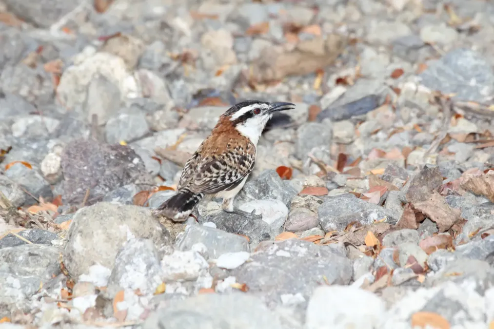 File:Rufous-naped Wren (Campylorhynchus rufinucha).jpg