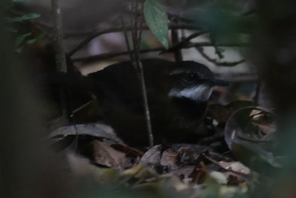 File:Oreoscopus gutturalis.jpg
