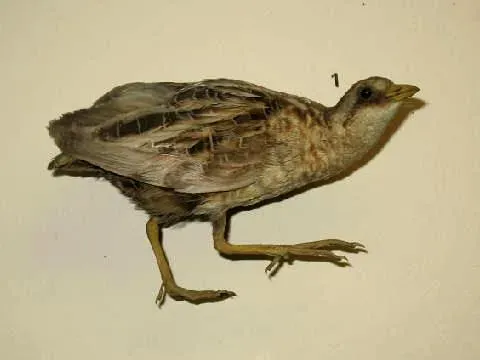 File:Stavenn Coturnicops noveboracensis 00.jpg