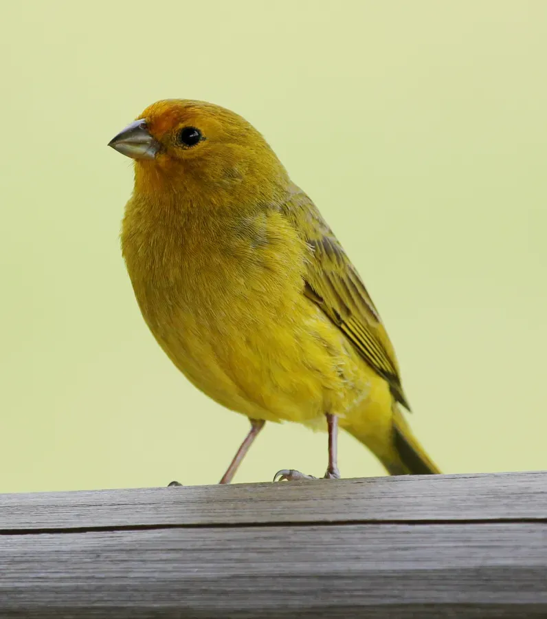 File:Sicalis flaveola Esteros del Iberá.jpg