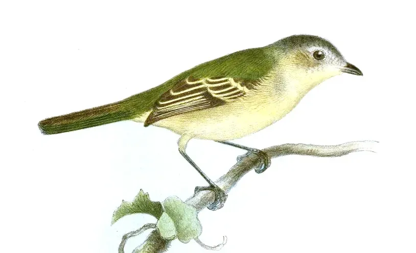File:Zimmerius gracilipes Smit.jpg
