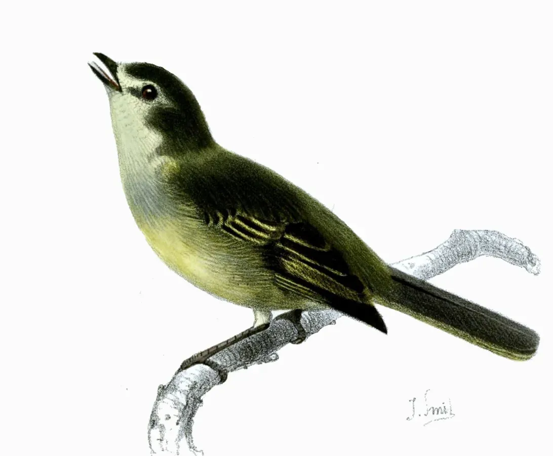 File:Zimmerius improbus improbus Smit.jpg