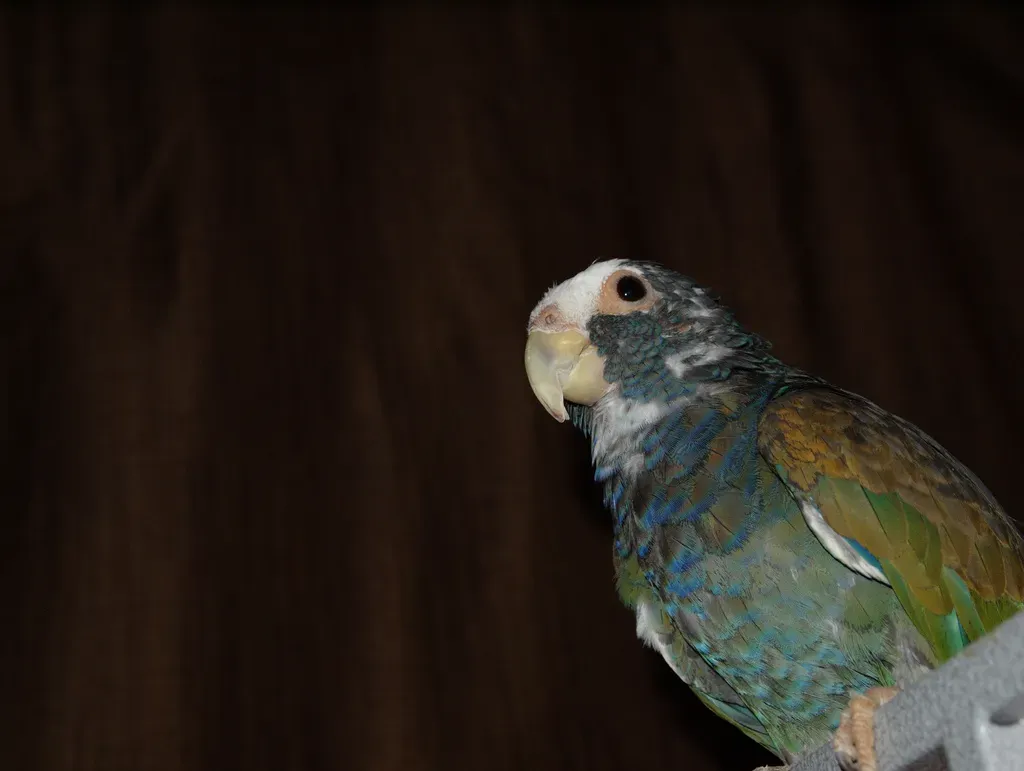 File:Pionus senilis -pet-8a (1).jpg