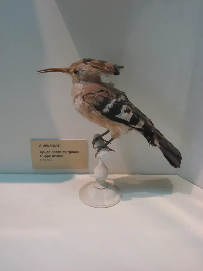 File:Upupa marginata - Muséum d'histoire naturelle - Saint-Denis.jpg