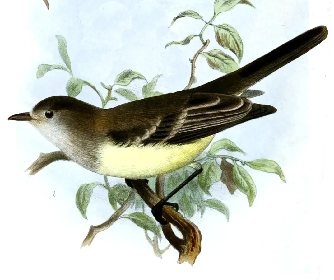 File:Sublegatus arenarum Wolf.jpg