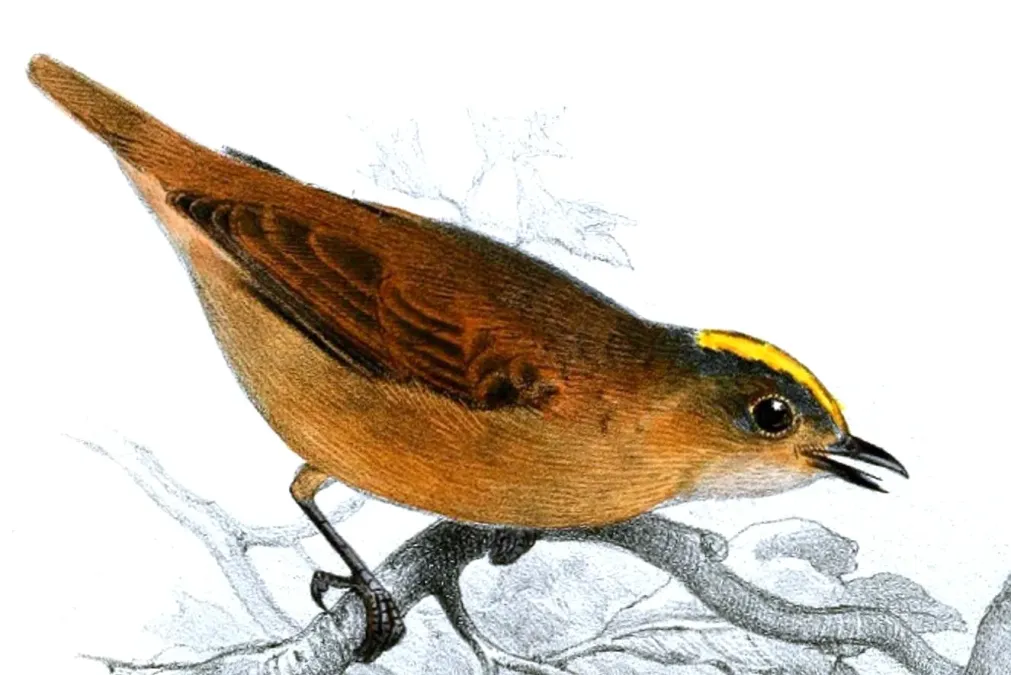 File:Neopipo cinnamomea Smit.jpg