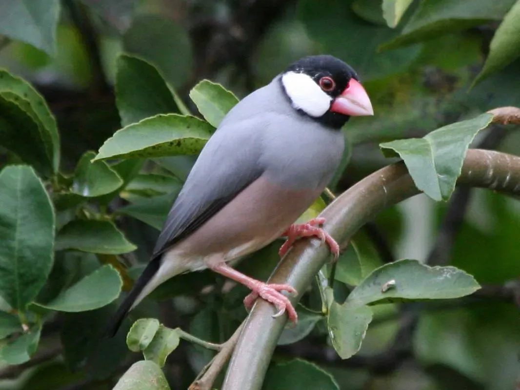 File:Java Finch (Padda oryzivora) RWD.jpg