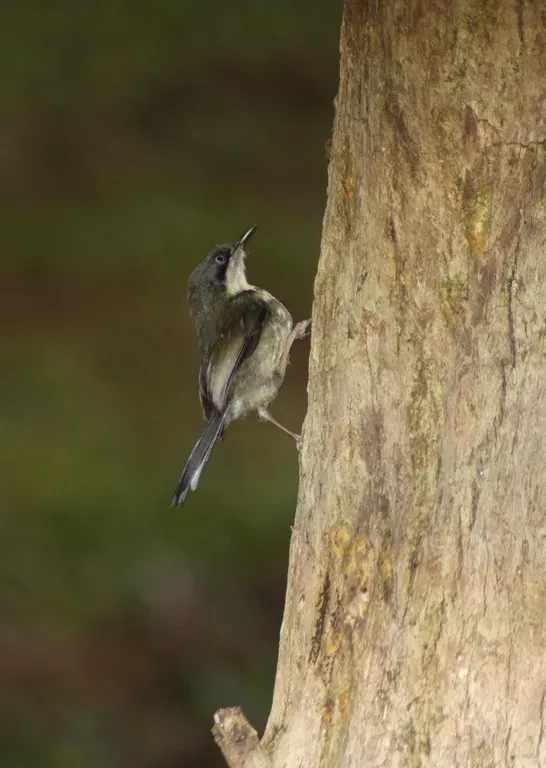 File:Bar-throated apalis (Apalis thoracica).jpg