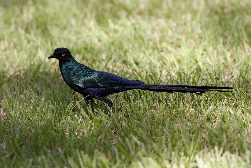 File:Lamprotornis caudatus -Gambia-8.jpg