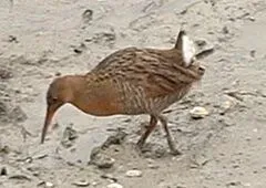 File:Rallus obsoletus - San Francisco Bay, 2004.jpg