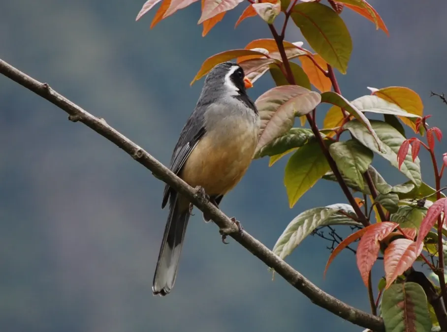 File:Saltator aurantiirostris -Machu Picchu, Peru-8.jpg
