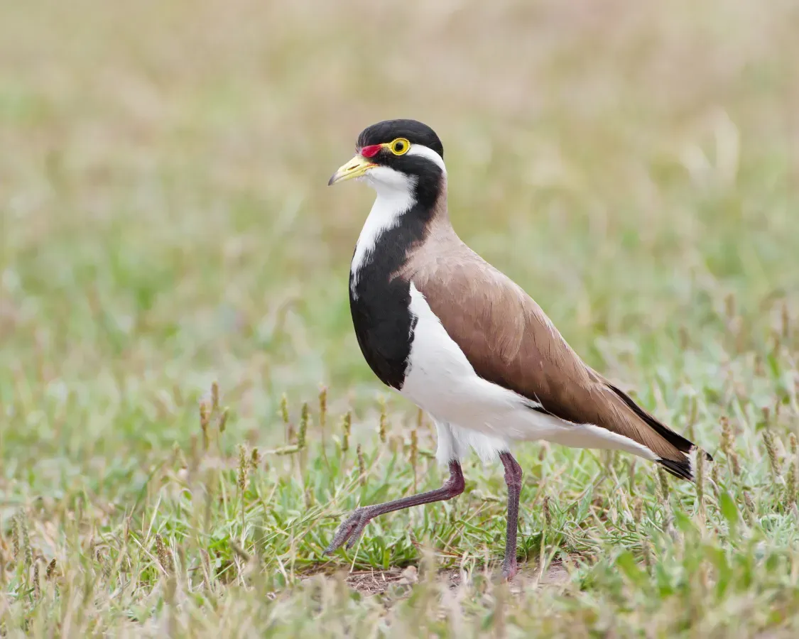 File:Vanellus tricolor - Gretna.jpg