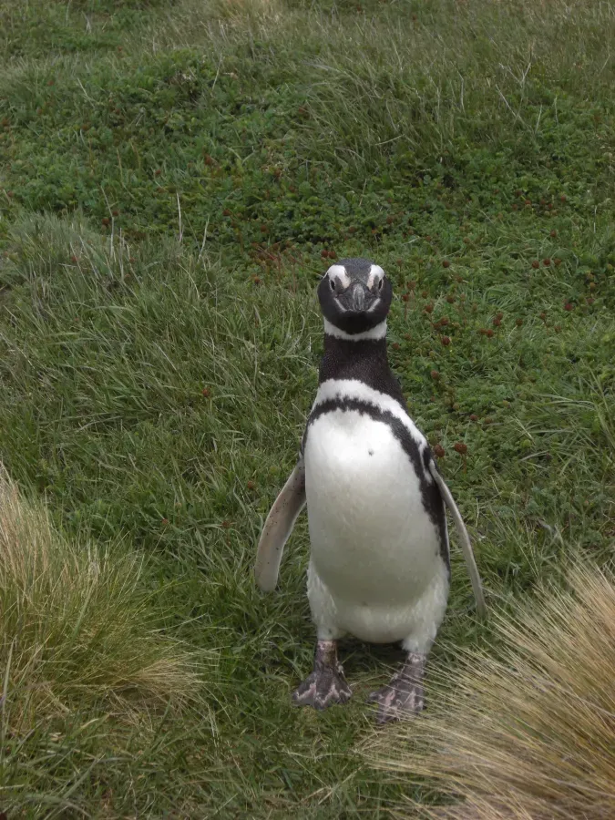 File:Spheniscus magellanicus, Seno Otway, Tierra de Fuego, Chile1.jpg