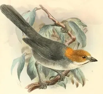 File:Atlapetes rufigenis Keulemans.jpg