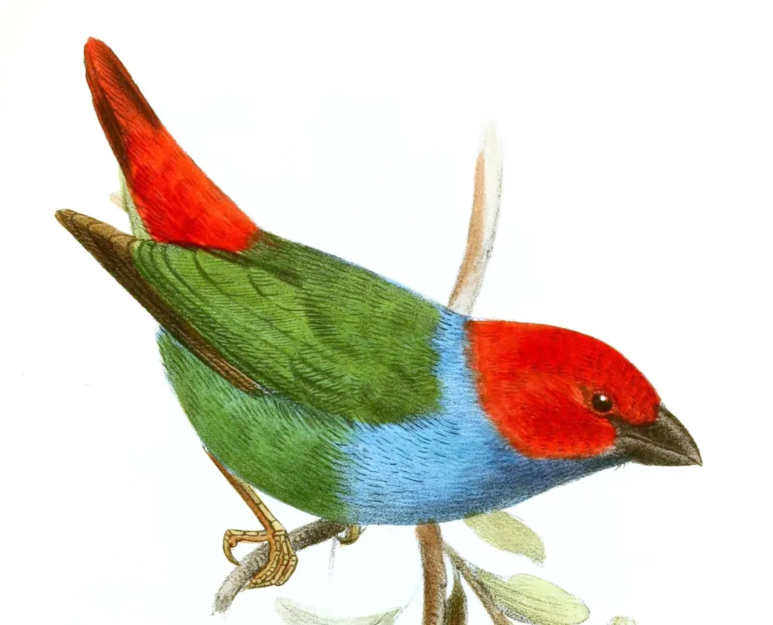 File:Erythrura cyaneovirens serena Smit.jpg
