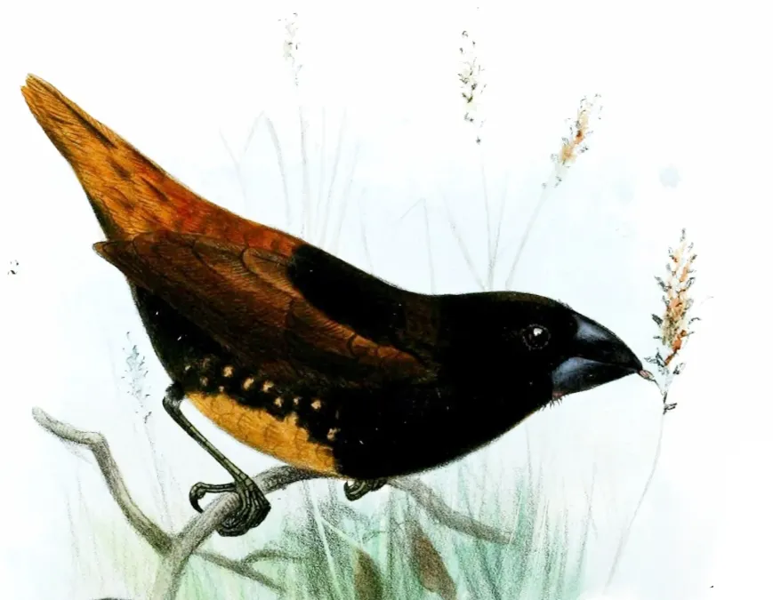 File:Lonchura melaena melaena Smit.jpg