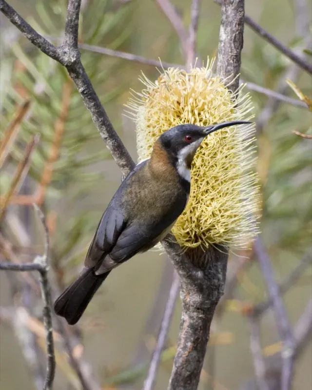File:Eastern Spinebill (Acanthorhynchus tenuirostris).jpg
