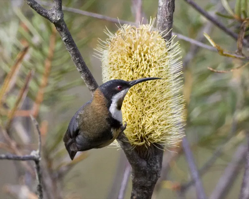 File:Eastern Spinebill (Acanthorhynchus tenuirostris) 1.jpg