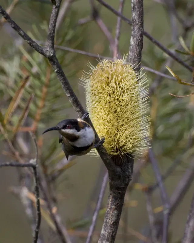 File:Eastern Spinebill (Acanthorhynchus tenuirostris) 2.jpg