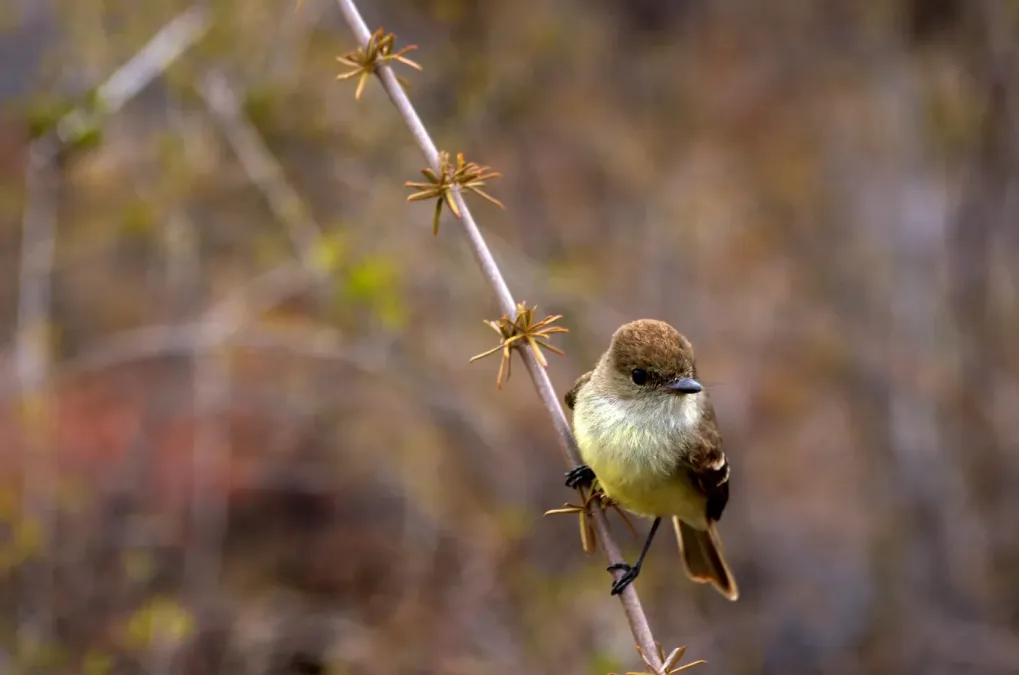 File:Myiarchus magnirostris -near Darwin Lake, Isabela, Galapagos, Ecuador-8.jpg