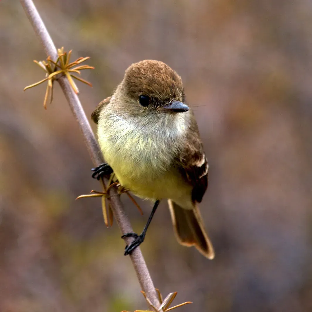 File:Myiarchus magnirostris -near Darwin Lake, Isabela, Galapagos, Ecuador-8-3c.jpg