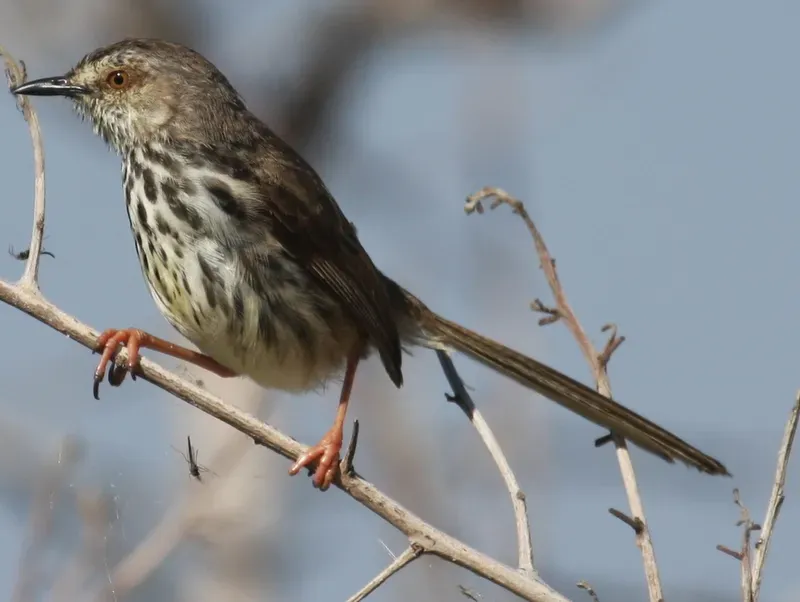 File:Prinia maculosa -Rooisands Nature Reserve, near Bot River Lagoon, South Africa-8.jpg