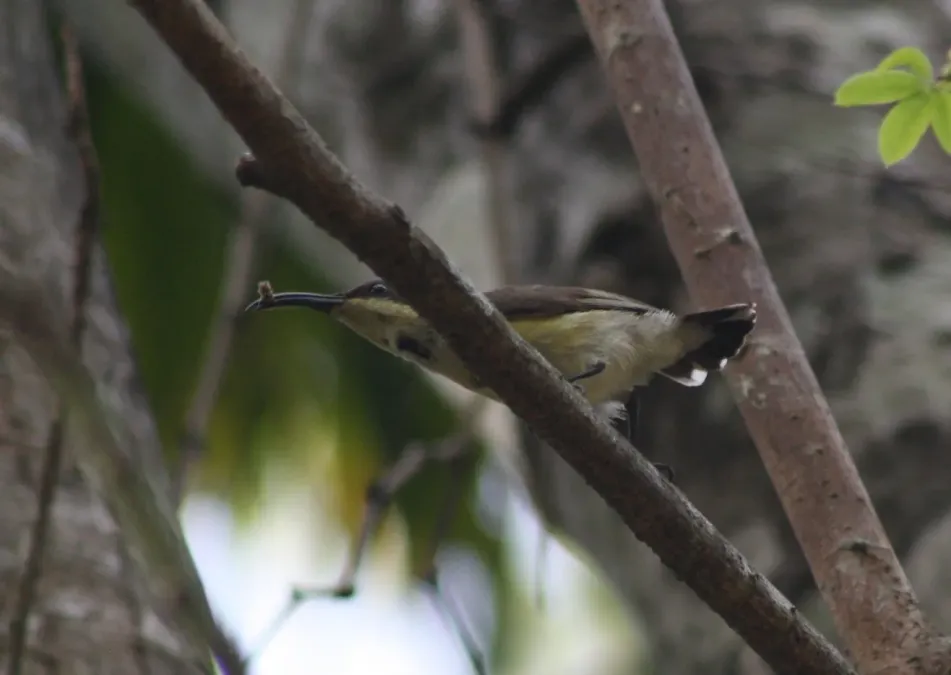 File:Little Spiderhunter (Arachnothera longirostra)IMG 4922 (5).JPG