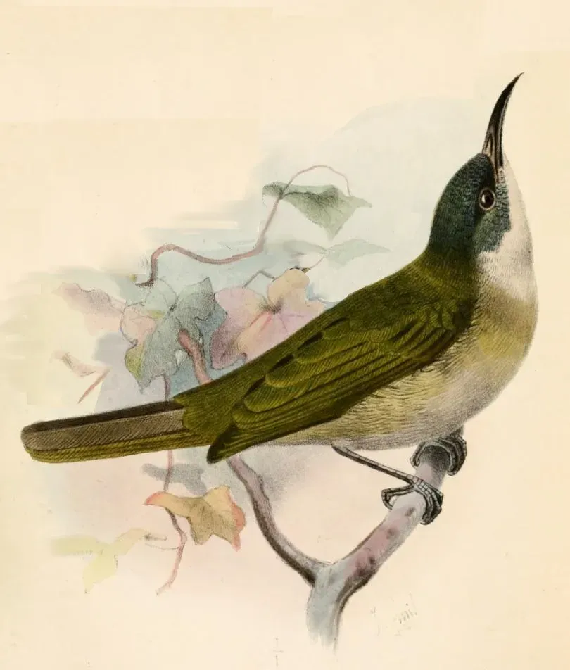 File:Lichmera lombokia Smit.jpg