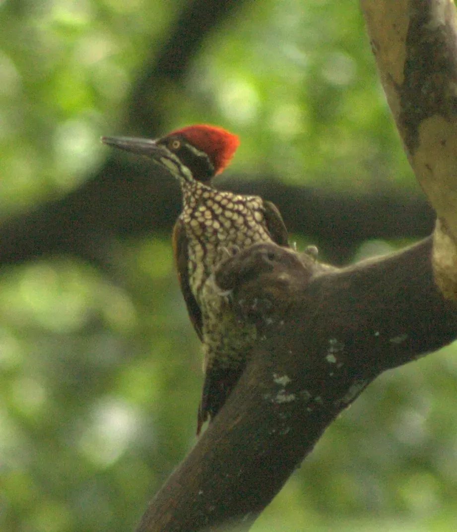 File:Greater Flameback Chrysocolaptes guttacristatus, Goa 09072011 (10).jpg