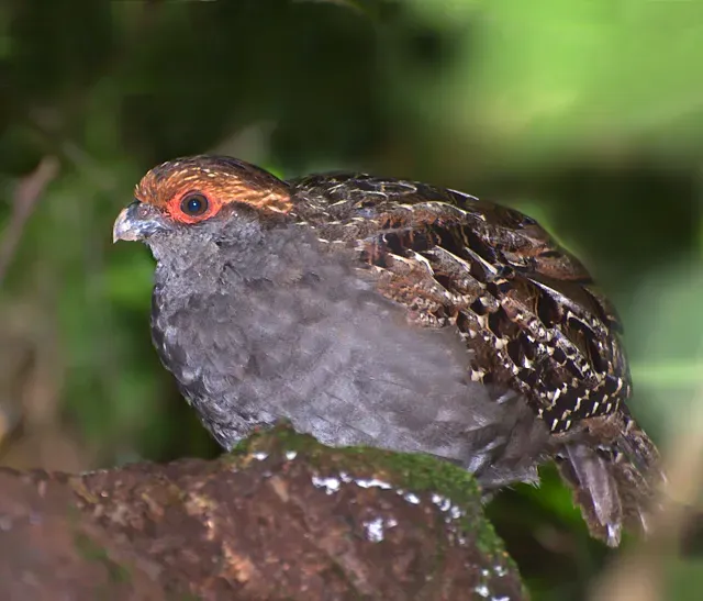 File:Odontophorus capueira -Parque Estadual da Serra da Cantareira, Sao Paulo, Brazil-8 (1).jpg