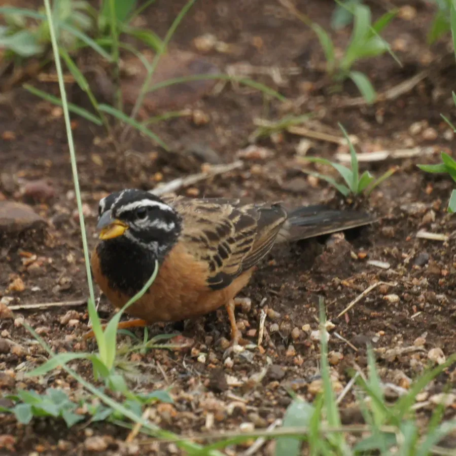 File:Emberiza tahapisi -Limpopo, South Africa-8.jpg