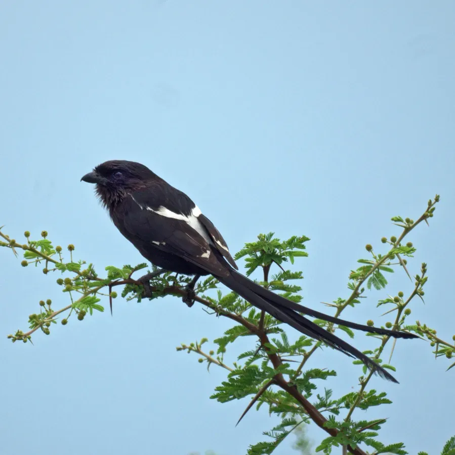File:Urolestes melanoleucus -Limpopo, South Africa-8.jpg