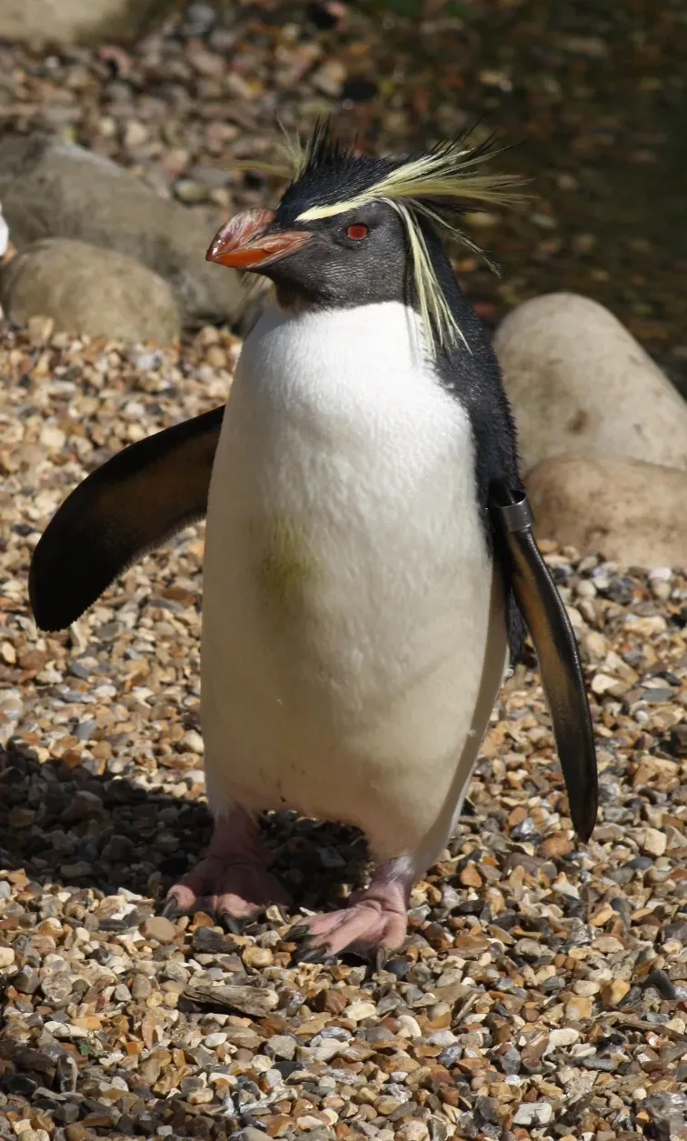File:Southern Rockhopper Penguin (Eudyptes chrysocome). IMG 3893 (5). London Zoo..JPG