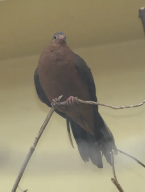 File:Socorro Dove (Zenaida graysoni) IMG 4086 (1).JPG