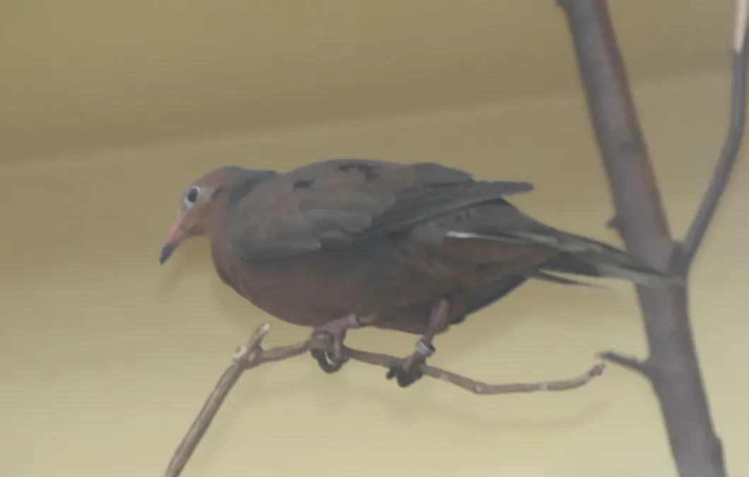 File:Socorro Dove (Zenaida graysoni) IMG 4086 (2).JPG