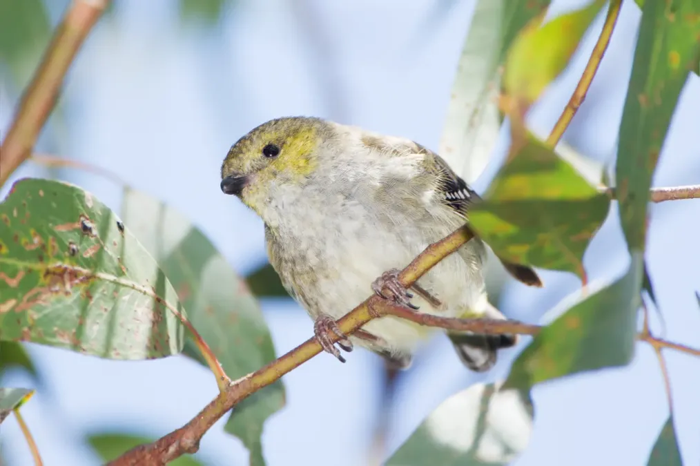 File:Pardalotus quadragintus - Peter Murrell Reserve.jpg