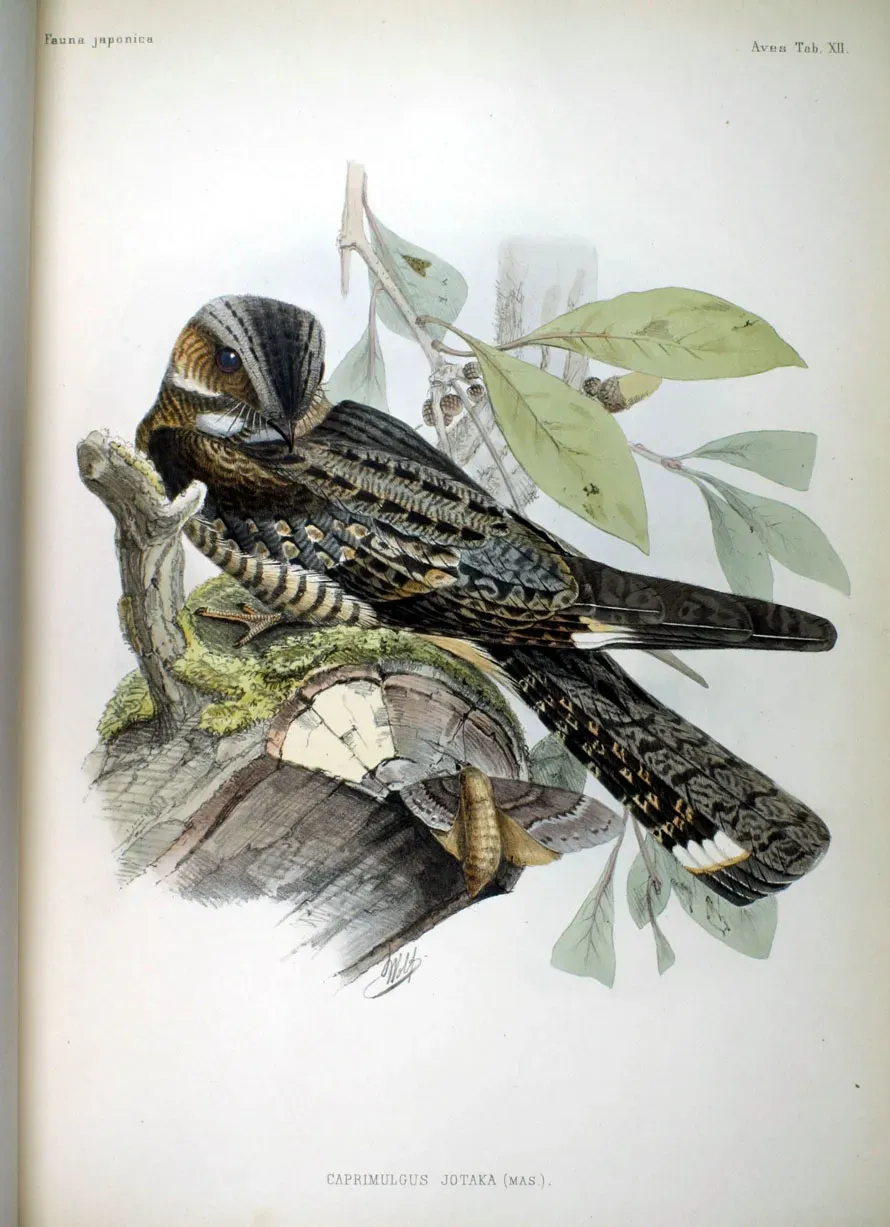 File:Caprimulgus jotaka (mas) Fauna Japonica.jpg