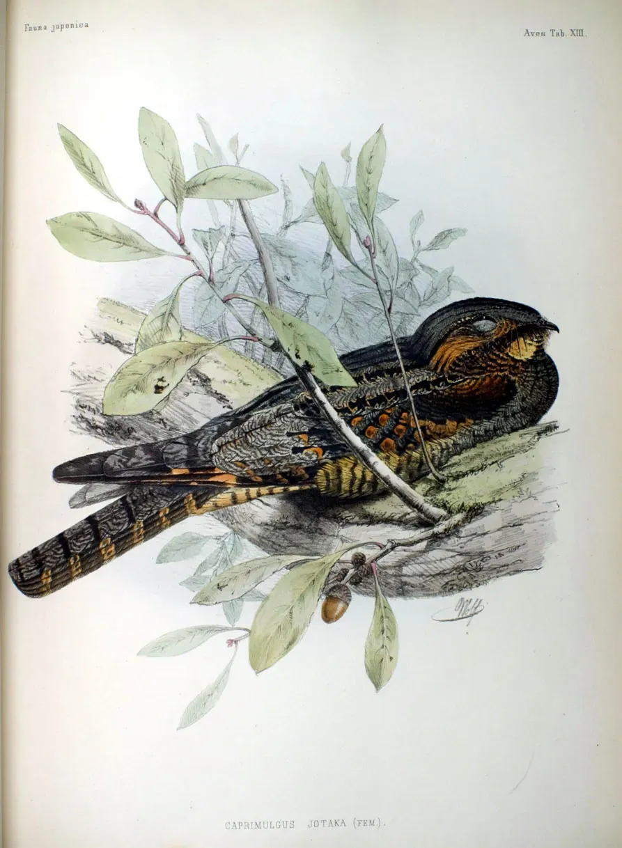 File:Caprimulgus jotaka (fem) Fauna Japonica.jpg