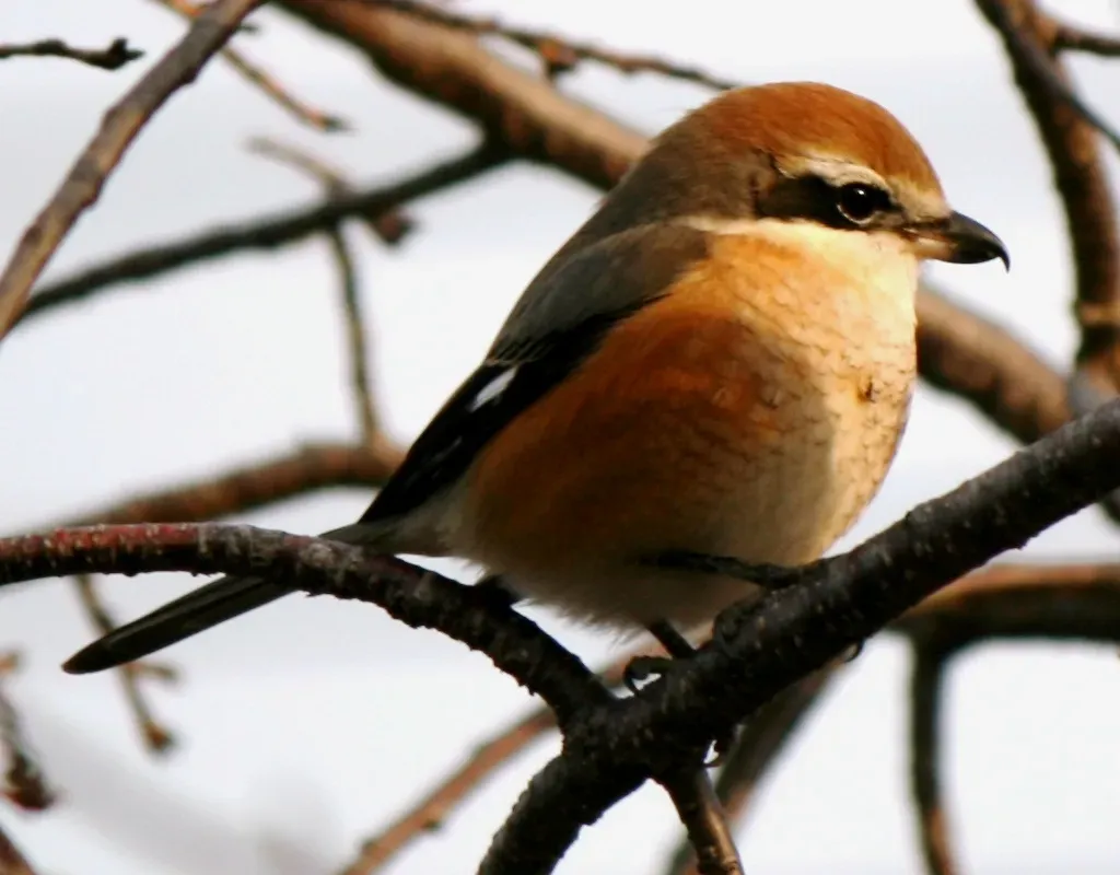 File:Lanius bucephalus.JPG