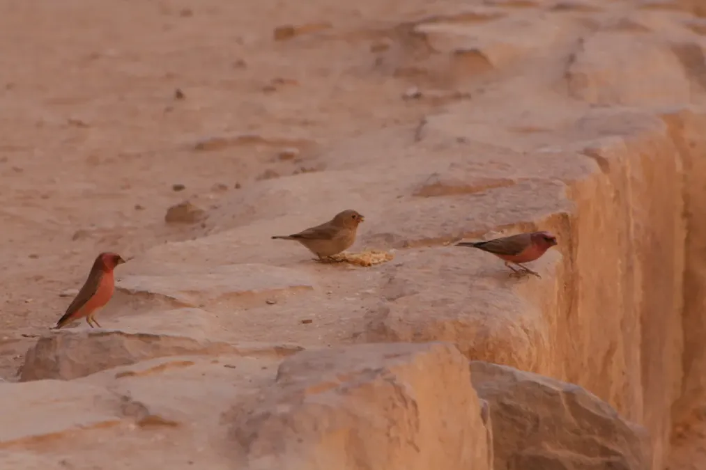 File:Camachuelo del Sinaí - Pale Rosefinch (Carpodacus synoicus), Petra, Jordan2.jpg