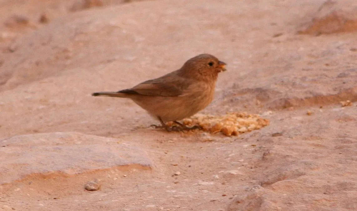 File:Camachuelo del Sinaí - Pale Rosefinch (Carpodacus synoicus), Petra, Jordan3.jpg
