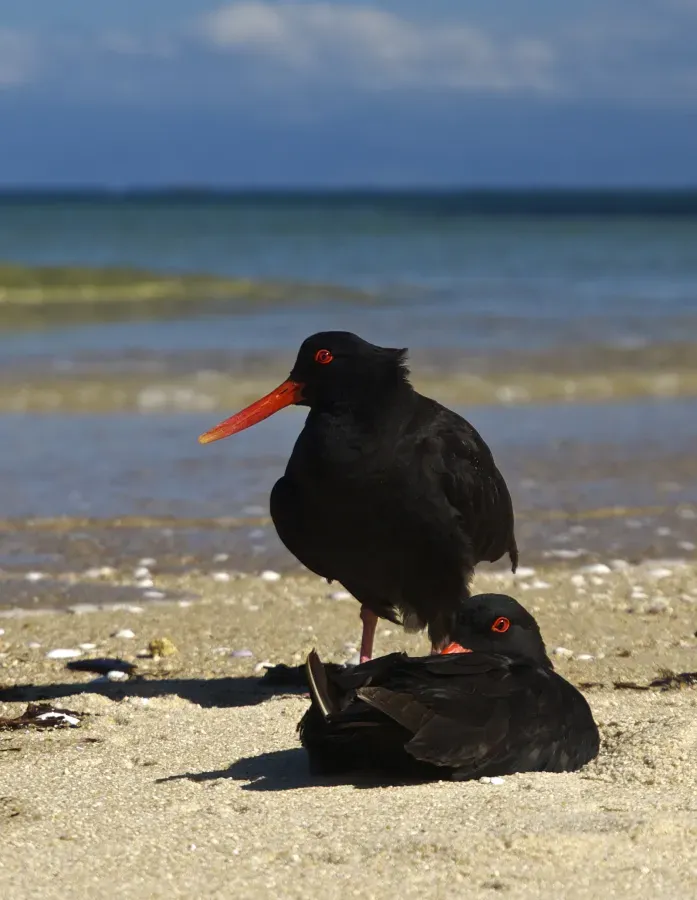 File:Haematopus unicolor LC0239.jpg