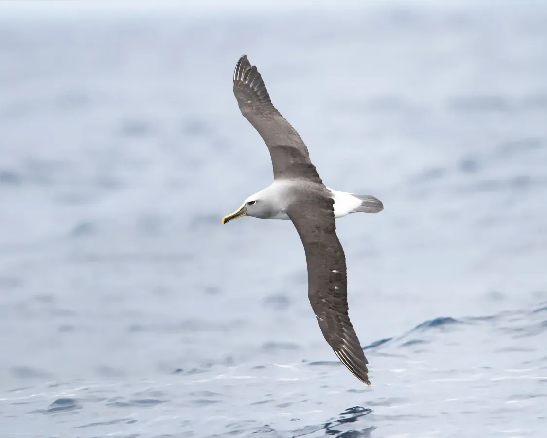 File:Thalassarche bulleri in flight 2 - SE Tasmania.jpg