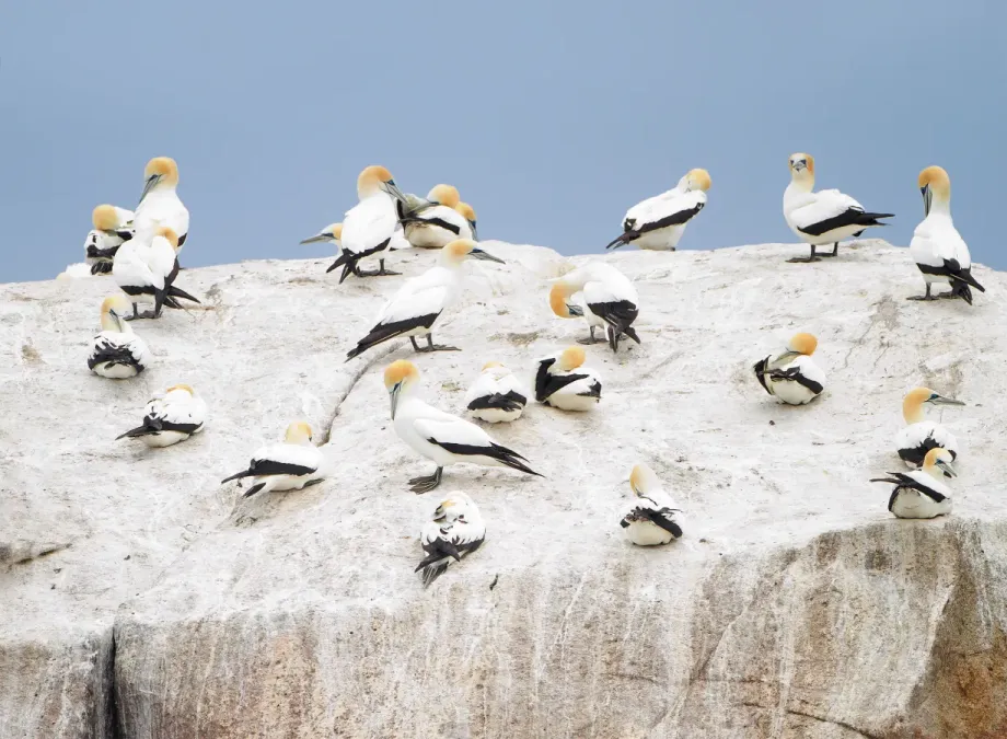 File:Morus serrator roost - Cheverton Rock.jpg
