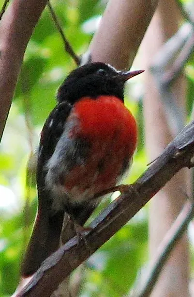 File:Petroica multicolor -Norfolk Island, Australia-8 (cropped).jpg