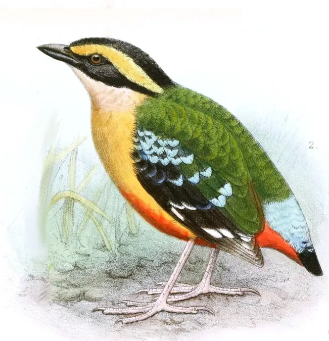 File:Pitta angolensis longipennis Goodchild.jpg