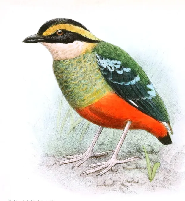File:Pitta reichenowi Goodchild.jpg