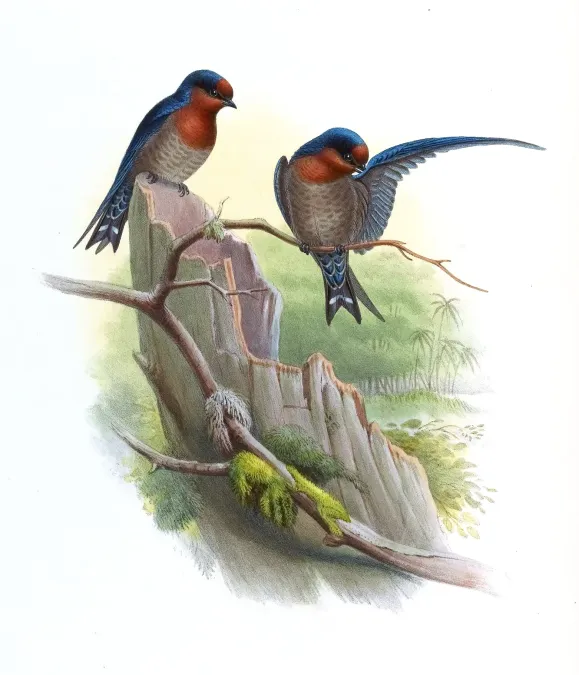 File:HirundoDomicolaGould.jpg